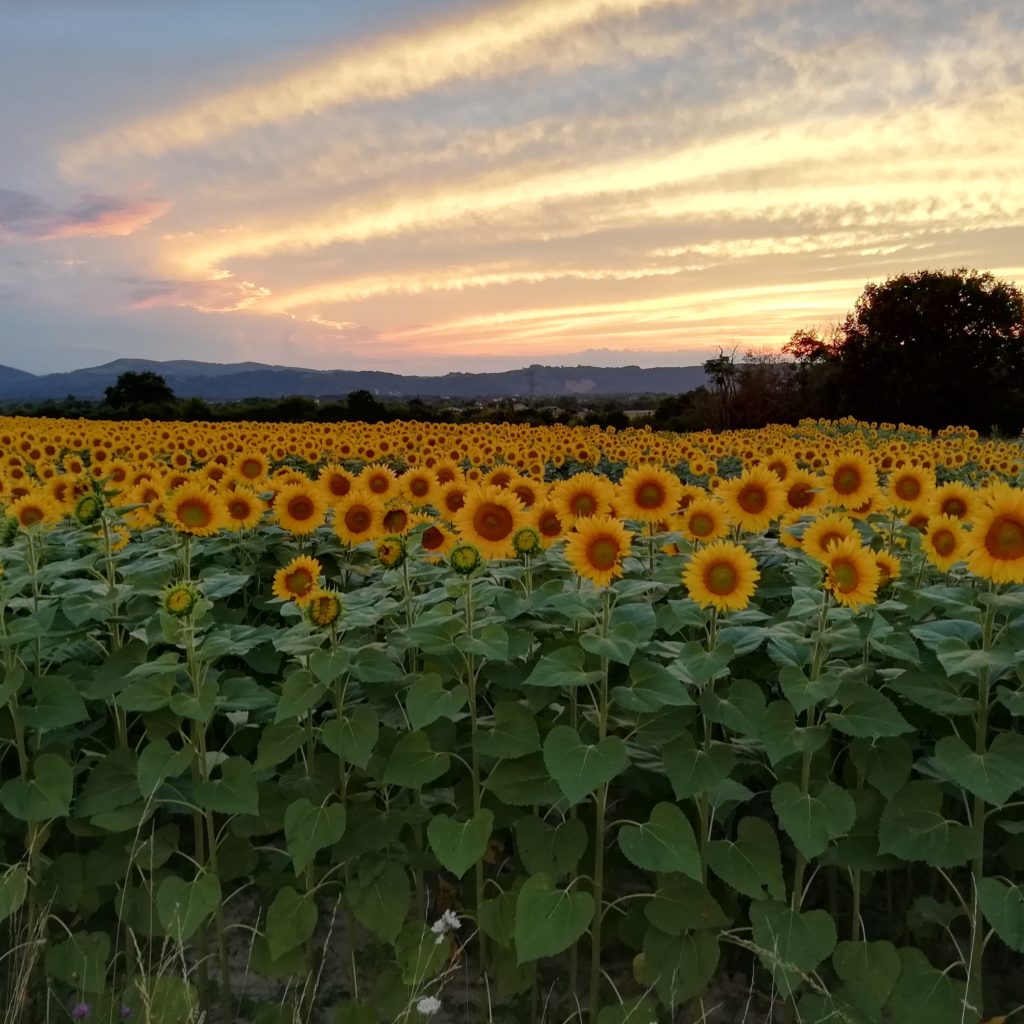 champ de tournesol au coucher du soleil, ciel aux nuances de bleues et roses