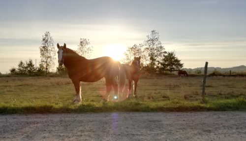 une jument et une pouliche au lever du soleil dans un champ